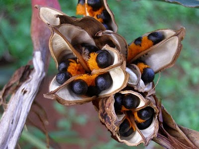 نگهداری از گل پرنده بهشتی